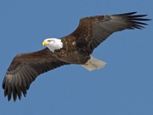Adult Bald Eagle