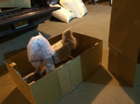 horse in a box